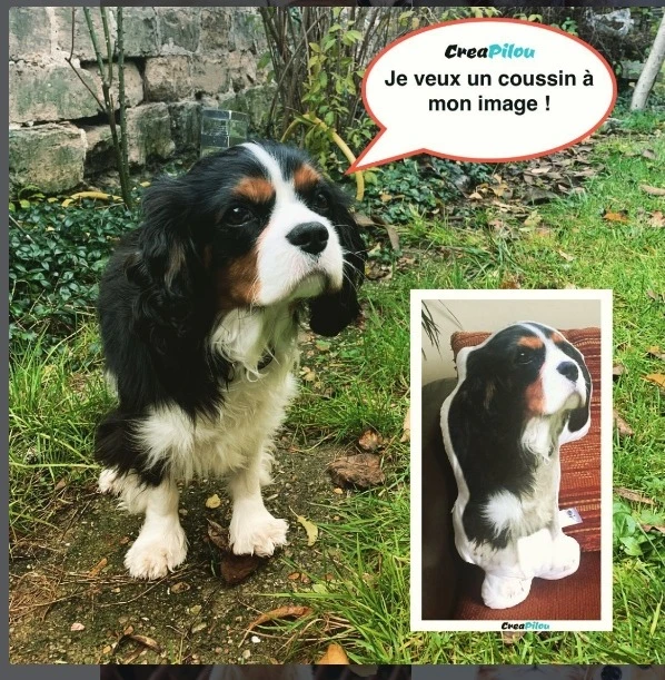 Chien Cavalier King Charles avec son coussin original CreaPilou